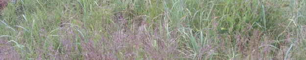 Mixed Grasses