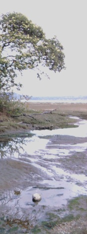 Estuary Low Tide